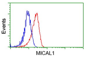 MICAL1 / MICAL Antibody - Flow cytometric Analysis of Hela cells, using anti-MICAL1 antibody, (Red), compared to a nonspecific negative control antibody, (Blue).