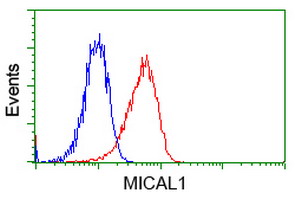 MICAL1 / MICAL Antibody - Flow cytometric Analysis of Jurkat cells, using anti-MICAL1 antibody, (Red), compared to a nonspecific negative control antibody, (Blue).