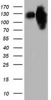 MICAL1 / MICAL Antibody - HEK293T cells were transfected with the pCMV6-ENTRY control (Left lane) or pCMV6-ENTRY MICAL1 (Right lane) cDNA for 48 hrs and lysed. Equivalent amounts of cell lysates (5 ug per lane) were separated by SDS-PAGE and immunoblotted with anti-MICAL1.