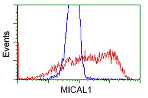 MICAL1 / MICAL Antibody - HEK293T cells transfected with either overexpress plasmid (Red) or empty vector control plasmid (Blue) were immunostained by anti-MICAL1 antibody, and then analyzed by flow cytometry.