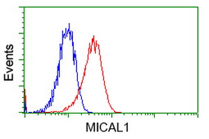 MICAL1 / MICAL Antibody - Flow cytometry of Jurkat cells, using anti-MICAL1 antibody, (Red), compared to a nonspecific negative control antibody, (Blue).