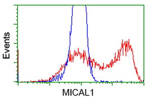 MICAL1 / MICAL Antibody - HEK293T cells transfected with either overexpress plasmid (Red) or empty vector control plasmid (Blue) were immunostained by anti-MICAL1 antibody, and then analyzed by flow cytometry.