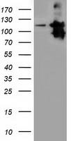 MICAL1 / MICAL Antibody - HEK293T cells were transfected with the pCMV6-ENTRY control (Left lane) or pCMV6-ENTRY MICAL1 (Right lane) cDNA for 48 hrs and lysed. Equivalent amounts of cell lysates (5 ug per lane) were separated by SDS-PAGE and immunoblotted with anti-MICAL1.