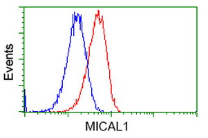 MICAL1 / MICAL Antibody - Flow cytometry of HeLa cells, using anti-MICAL1 antibody, (Red), compared to a nonspecific negative control antibody, (Blue).