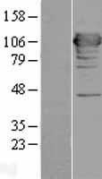 MICAL1 / MICAL Protein - Western validation with an anti-DDK antibody * L: Control HEK293 lysate R: Over-expression lysate