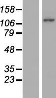 MICAL2 Protein - Western validation with an anti-DDK antibody * L: Control HEK293 lysate R: Over-expression lysate