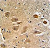 MICALL2 Antibody - MILK2 Antibody IHC of formalin-fixed and paraffin-embedded human brain tissue followed by peroxidase-conjugated secondary antibody and DAB staining.