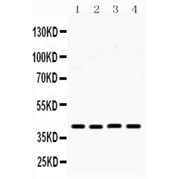 MICB Antibody - MICB antibody Western blot. All lanes: Anti MICB at 0.5 ug/ml. Lane 1: Rat Testis Tissue Lysate at 50 ug. Lane 2: SW620 Whole Cell Lysate at 40 ug. Lane 3: A549 Whole Cell Lysate at 40 ug. Lane 4: 22RV1 Whole Cell Lysate at 40 ug. Predicted band size: 43 kD. Observed band size: 43 kD.