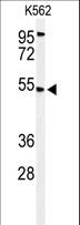 MICU1 / CBARA1 Antibody - Western blot of CBAA1 Antibody in K562 cell line lysates (35 ug/lane). CBAA1 (arrow) was detected using the purified antibody.