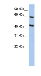MICU3 / EFHA2 Antibody - EFHA2 antibody Western blot of HepG2 cell lysate. This image was taken for the unconjugated form of this product. Other forms have not been tested.