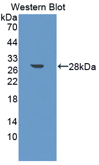 MID1 Antibody - Western blot of MID1 antibody using the recombinant protein that is the immunogen.