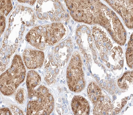 MID1 Antibody - 1:100 staining human kidney tissue by IHC-P. The tissue was formaldehyde fixed and a heat mediated antigen retrieval step in citrate buffer was performed. The tissue was then blocked and incubated with the antibody for 1.5 hours at 22°C. An HRP conjugated goat anti-rabbit antibody was used as the secondary.