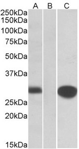 MID1IP1 Antibody - HEK293 lysate (10ug protein in RIPA buffer) overexpressing Human MID1IP1 with C-terminal MYC tag probed with (1ug/ml) in Lane A and probed with anti-MYC Tag (1/1000) in lane C. Mock-transfected HEK293 probed (1mg/ml) in Lane B. Prim