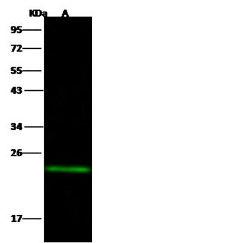 MID1IP1 Antibody - Anti-MID1IP1 rabbit monoclonal antibody at 1:500 dilution. Lane A: HepG2 Whole Cell Lysate. Lysates/proteins at 30 ug per lane. Secondary: Goat Anti-Rabbit IgG H&L (Dylight800) at 1/10000 dilution. Developed using the Odyssey technique. Performed under reducing conditions. Predicted band size: 20 kDa. Observed band size: 20 kDa.