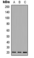 MID1IP1 Antibody - Western blot analysis of MID1IP1 expression in HEK293T (A); Raw264.7 (B); PC12 (C) whole cell lysates.
