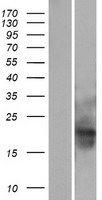 MID1IP1 Protein - Western validation with an anti-DDK antibody * L: Control HEK293 lysate R: Over-expression lysate