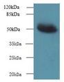 MIEF1 / SMCR7L Antibody - Western blot. All lanes: MIEF1 antibody at 4 ug/ml+ Mouse liver tissue Goat polyclonal to rabbit at 1:10000 dilution. Predicted band size: 51 kDa. Observed band size: 51 kDa.