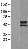 MIEF1 / SMCR7L Protein - Western validation with an anti-DDK antibody * L: Control HEK293 lysate R: Over-expression lysate