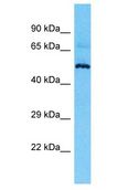 MIEF2 / SMCR7 Antibody - MIEF2 / SMCR7 antibody Western Blot of HT1080. Antibody dilution: 1 ug/ml.  This image was taken for the unconjugated form of this product. Other forms have not been tested.
