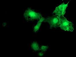 MIER2 Antibody - Anti-MIER2 mouse monoclonal antibody immunofluorescent staining of COS7 cells transiently transfected by pCMV6-ENTRY MIER2.