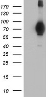MIER2 Antibody - HEK293T cells were transfected with the pCMV6-ENTRY control (Left lane) or pCMV6-ENTRY MIER2 (Right lane) cDNA for 48 hrs and lysed. Equivalent amounts of cell lysates (5 ug per lane) were separated by SDS-PAGE and immunoblotted with anti-MIER2.