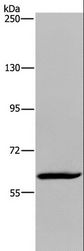 MIER2 Antibody - Western blot analysis of HeLa cell, using MIER2 Polyclonal Antibody at dilution of 1:550.