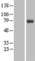 MIER2 Protein - Western validation with an anti-DDK antibody * L: Control HEK293 lysate R: Over-expression lysate