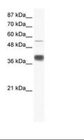 MIER3 Antibody - HepG2 Cell Lysate.  This image was taken for the unconjugated form of this product. Other forms have not been tested.