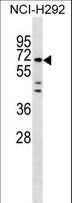 MIER3 Antibody - MIER3 Antibody western blot of NCI-H292 cell line lysates (35 ug/lane). The MIER3 Antibody detected the MIER3 protein (arrow).