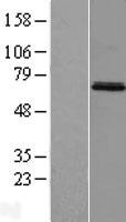 MIER3 Protein - Western validation with an anti-DDK antibody * L: Control HEK293 lysate R: Over-expression lysate