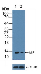 MIF Antibody - Knockout Varification: Lane 1: Wild-type Jurkat cell lysate; Lane 2: MIF knockout Jurkat cell lysate; Predicted MW: 13kd Observed MW: 13kd Primary Ab: 5µg/ml Rabbit Anti-Human MIF Antibody Second Ab: 0.2µg/mL HRP-Linked Caprine Anti-Rabbit IgG Polyclonal Antibody