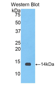 MIF Antibody - Western blot of recombinant MIF.  This image was taken for the unconjugated form of this product. Other forms have not been tested.