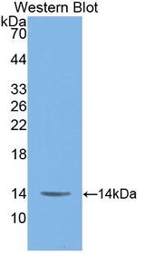 MIF Antibody - Western Blot; Sample: Recombinant protein.