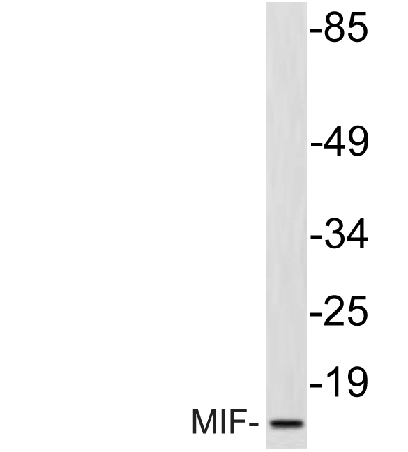 MIF Antibody - Western blot of MIF (R74) pAb in extracts from HepG2 cells.