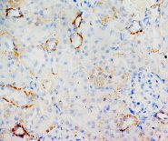 MIF Antibody -  This image was taken for the unconjugated form of this product. Other forms have not been tested.
