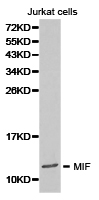 MIF Antibody - Western blot of extracts of Jurkat cell lines, using MIF antibody.