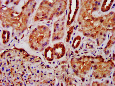 MIF Antibody - IHC image of MIF Antibody diluted at 1:400 and staining in paraffin-embedded human kidney tissue performed on a Leica BondTM system. After dewaxing and hydration, antigen retrieval was mediated by high pressure in a citrate buffer (pH 6.0). Section was blocked with 10% normal goat serum 30min at RT. Then primary antibody (1% BSA) was incubated at 4°C overnight. The primary is detected by a biotinylated secondary antibody and visualized using an HRP conjugated SP system.