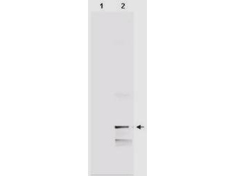 MIF Antibody - Anti-Human MIF Polyclonal Antibody - Western Blot. Western blot of IgY fraction of Chicken-anti-Human MIF polyclonal antibody shows the detection of 100 ng of recombinant MIF present in a lysate. Similar detection of MIF will occur when human serum is analyzed. In lane 1 no reaction is observed in the control whereas lane 2 shows a single band at 12.3 kD. A 4-20% gradient gel was used to separate the proteins by SDS-PAGE. The protein was transferred to nitro-cellulose using standard methods. After blocking the membrane was probed with the primary antibody for 1 h at room temperature followed by washes and reaction with a 1:5000 dilution of IRDye800 conjugated Gt-a-Chicken Rabbit IgG [H&L] (code for 1 h at room temperature. LICORs Odyssey Infrared Imaging System was used to scan and process the image. Other detection systems will yield similar results.