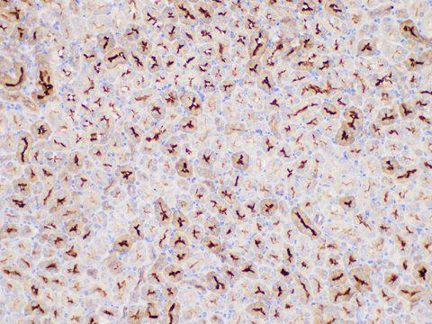 MIF Antibody - Immunohistochemistry of paraffin-embedded Mouse kidney using MIF Polycloanl Antibody at dilution of 1:50