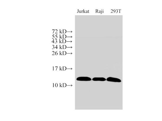 MIF Antibody - Western Blot analysis of Jurkat, Raji and 293T cells using MIF Polyclonal Antibody at dilution of 1:1000