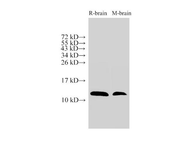 MIF Antibody - Western Blot analysis of Rat brain and Mouse brain using MIF Polyclonal Antibody at dilution of 1:500
