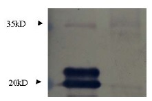 MIF Antibody - Immunodetection Analysis: Representative blot from a previous lot. Lane 1.recombinant protein MIF; Lane 2.Jurkat cell lysate. The membrane blot was probed with anti-MIF primary antibody(0.25?g/ml). Proteins were visualized using a goat anti-rabbit secondary antibody conjugated to HRP and chemiluminescence detection system. Arrows indicate cellular MIF from human and mouse cells (20 kDa).
