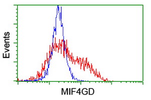 MIF4GD Antibody - HEK293T cells transfected with either overexpress plasmid (Red) or empty vector control plasmid (Blue) were immunostained by anti-MIF4GD antibody, and then analyzed by flow cytometry.