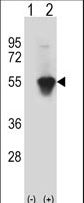 MINA / MINA53 Antibody - Western blot of MINA (arrow) using rabbit polyclonal MINA Antibody. 293 cell lysates (2 ug/lane) either nontransfected (Lane 1) or transiently transfected (Lane 2) with the MINA gene.