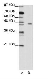 MINA / MINA53 Antibody - A: Marker, B: Jurkat Cell Lysate.  This image was taken for the unconjugated form of this product. Other forms have not been tested.
