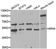 MINA / MINA53 Antibody - Western blot analysis of extracts of various cell lines.