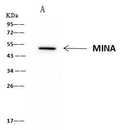 MINA / MINA53 Antibody - MINA was immunoprecipitated using: Lane A: 0.5 mg Jurkat Whole Cell Lysate. 1 uL anti-MINA rabbit polyclonal antibody and 60 ug of Immunomagnetic beads Protein A/G. Primary antibody: Anti-MINA rabbit polyclonal antibody, at 1:500 dilution. Secondary antibody: Clean-Blot IP Detection Reagent (HRP) at 1:1000 dilution. Developed using the ECL technique. Performed under reducing conditions. Predicted band size: 53 kDa. Observed band size: 53 kDa.