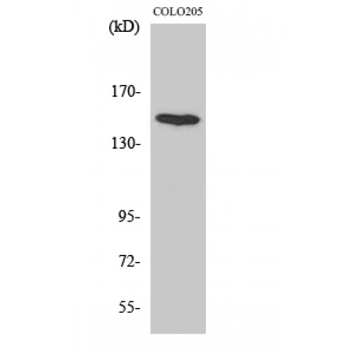 MINK1 / MINK Antibody - Western blot of MINK1 antibody