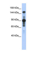MINK1 / MINK Antibody - MINK1 / MAP4K6 antibody Western blot of Transfected 293T cell lysate. This image was taken for the unconjugated form of this product. Other forms have not been tested.