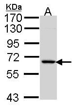 MINPP1 Antibody - Sample (30 ug of whole cell lysate). A: Hela. 7.5% SDS PAGE. MINPP1 antibody diluted at 1:1000.